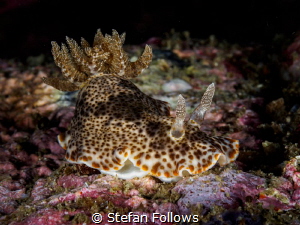 Mooching. Nudibranch - Chromodoris mandapamensis. Samran,... by Stefan Follows 